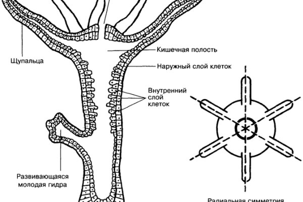 Ссылки кракен 2024